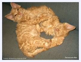 The uriginal curly hair kittens