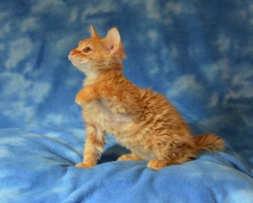 UpperValley Franklin as a kitten