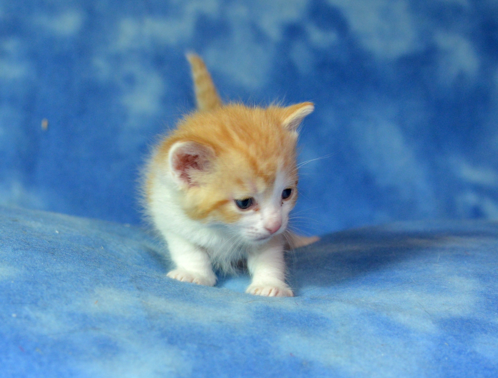 Tilda at three weeks old