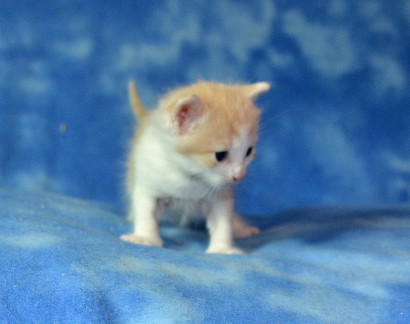 Torvald at three weeks old