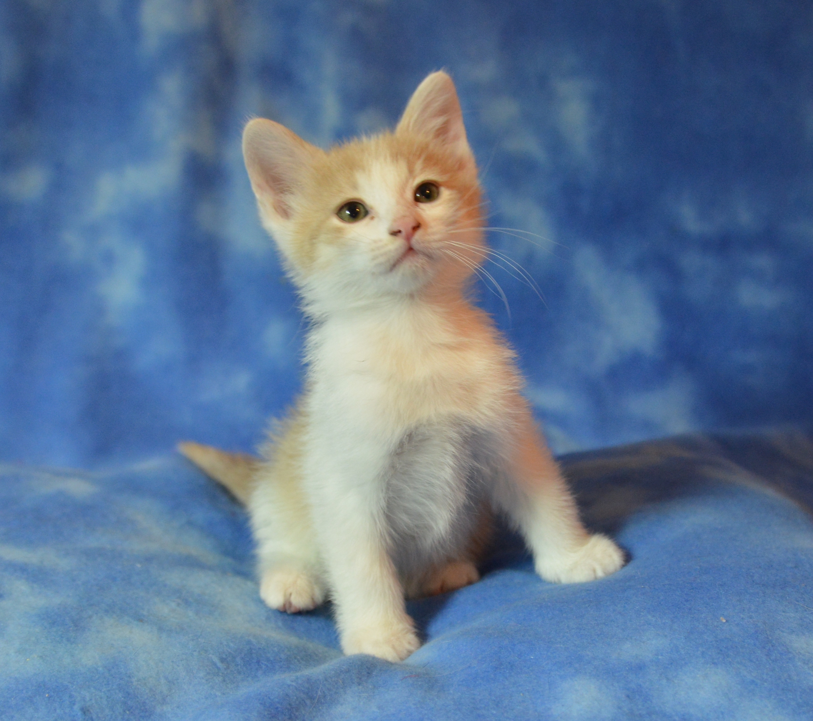 Torvald at seven weeks old