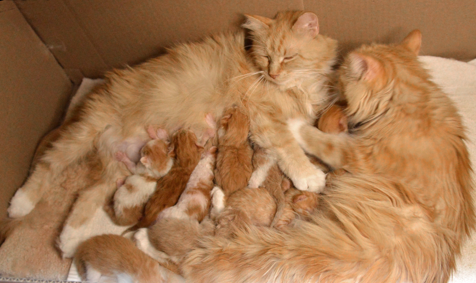 Solveig and Angelique with their 10 kittens
