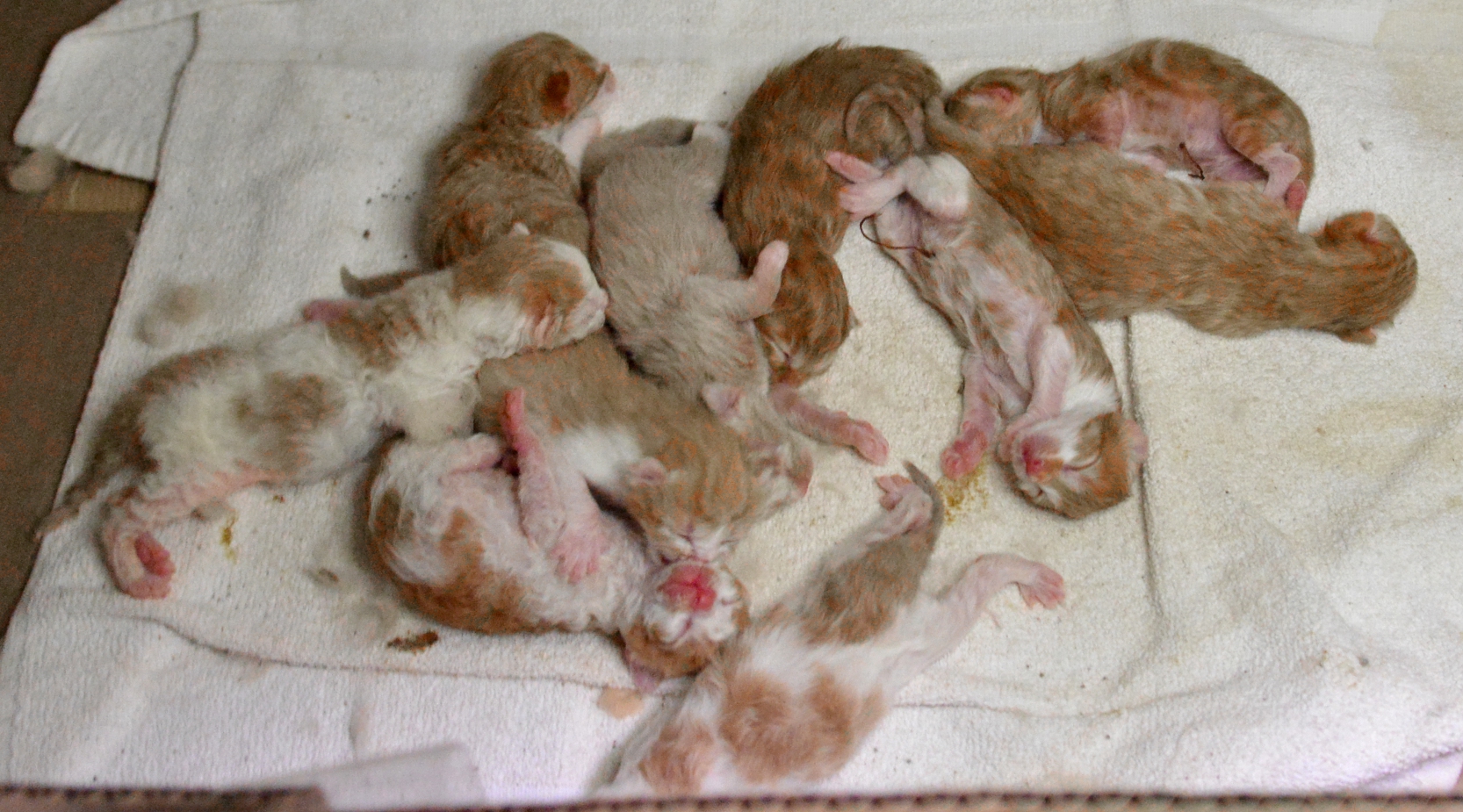Three day old kittens napping with bellies full, a precuror of the chaos to come . . . 