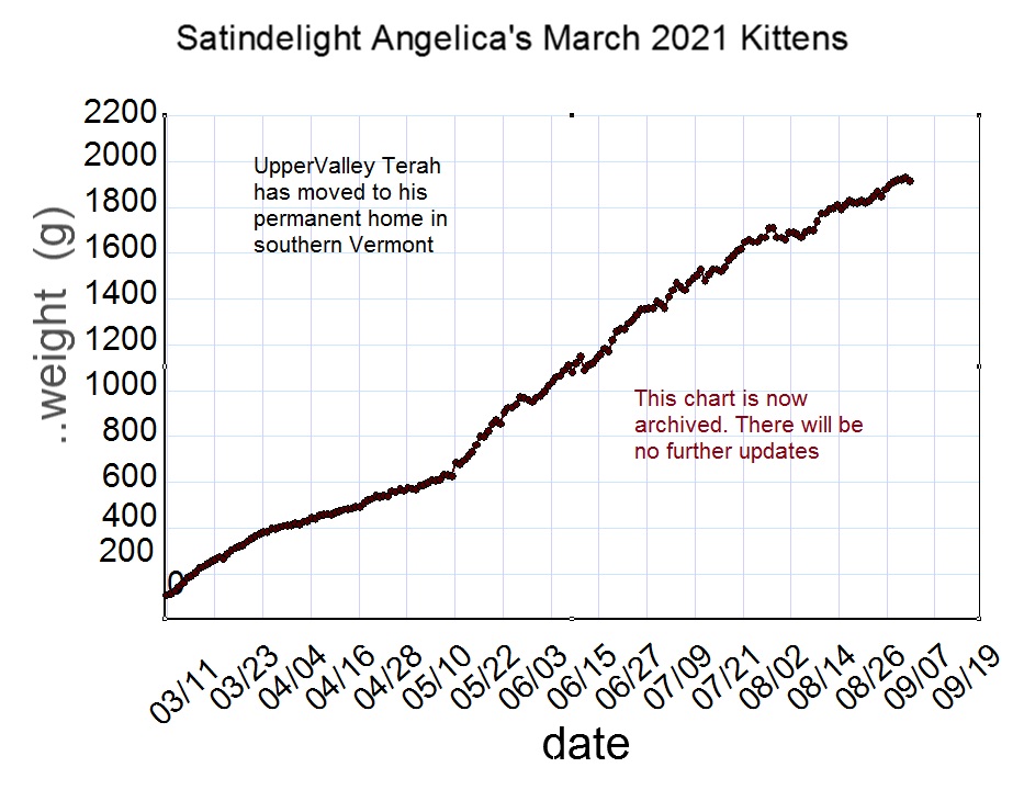 Angelica's one remaining March 2021 Kitten 