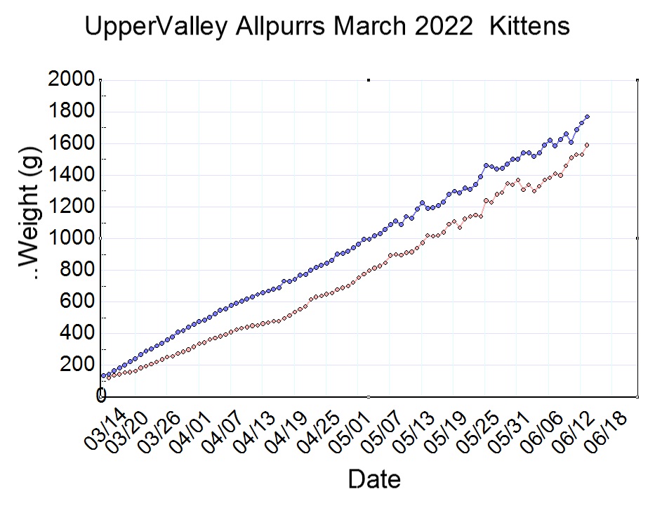 uppervalley_march_2022_kittens.jpg
